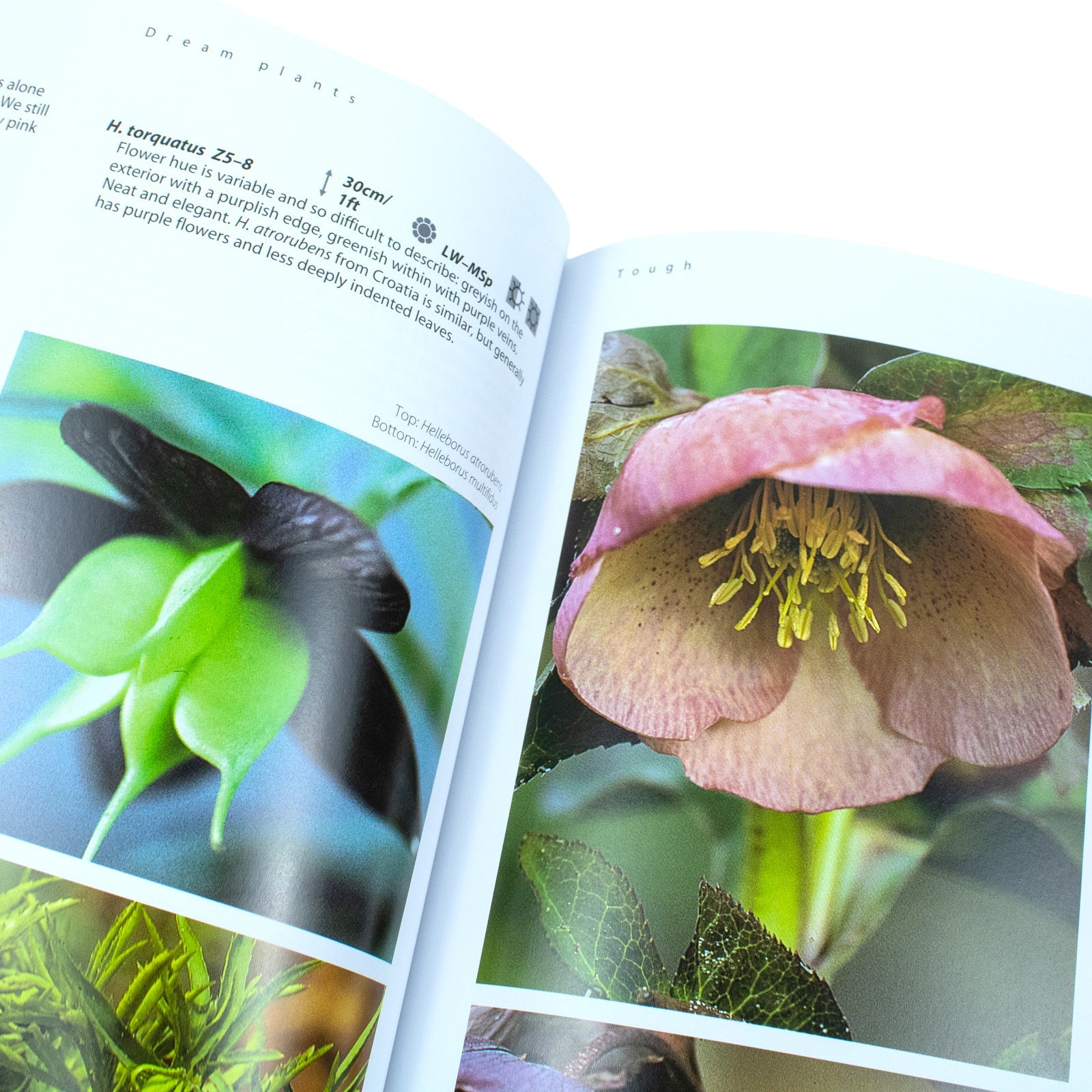 Dream Plants for the Natural Garden Book: Eco-Friendly Gardening, Perennials, Landscape Design & Horticulture – By Piet Oudolf & Henk Gerritsen